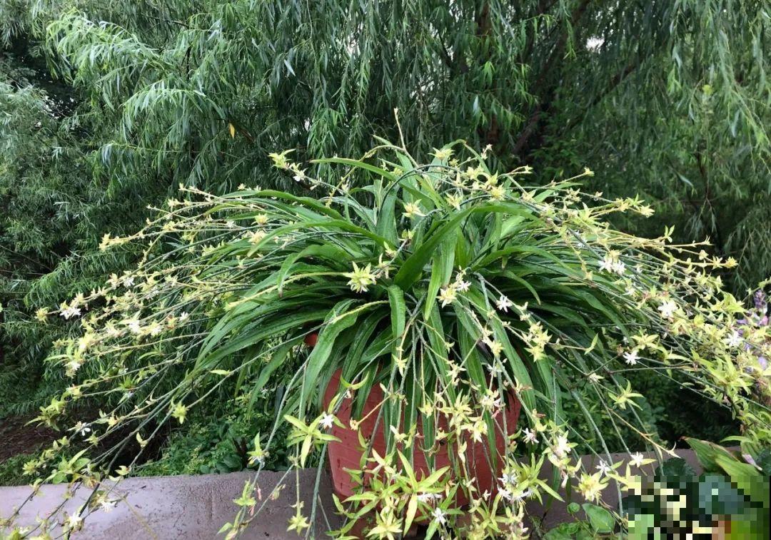 吊兰一根枝，爆出50个小吊，太漂亮！