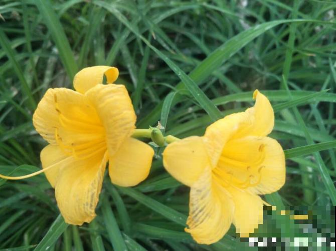 中国各城市市花，都在这里了，看看你所在的城市是什么花吧！