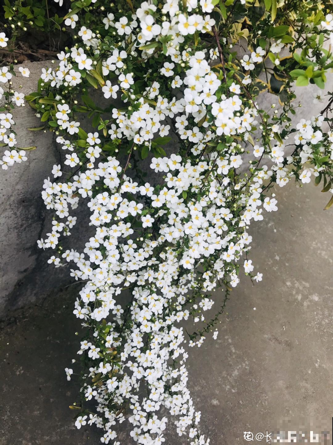 荷花明明美上天，为啥不能在家养？