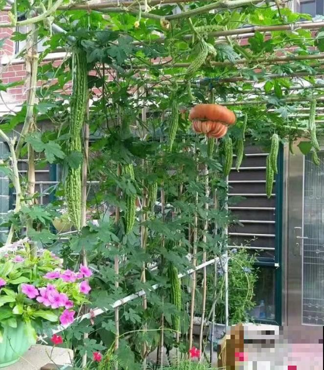 阳台种菜，这些菜不能挨着种，不然肯定长不好！