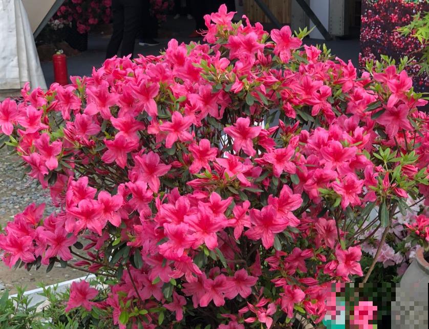 中国各城市市花，都在这里了，看看你所在的城市是什么花吧！