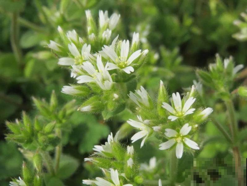 诗经里的植物,美了3000多年,有图有真相! 诗经里的植物,美了3000多年,有图有真相!