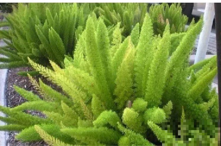 12种花，堪称“耐阴王”，比绿萝好看一万倍！