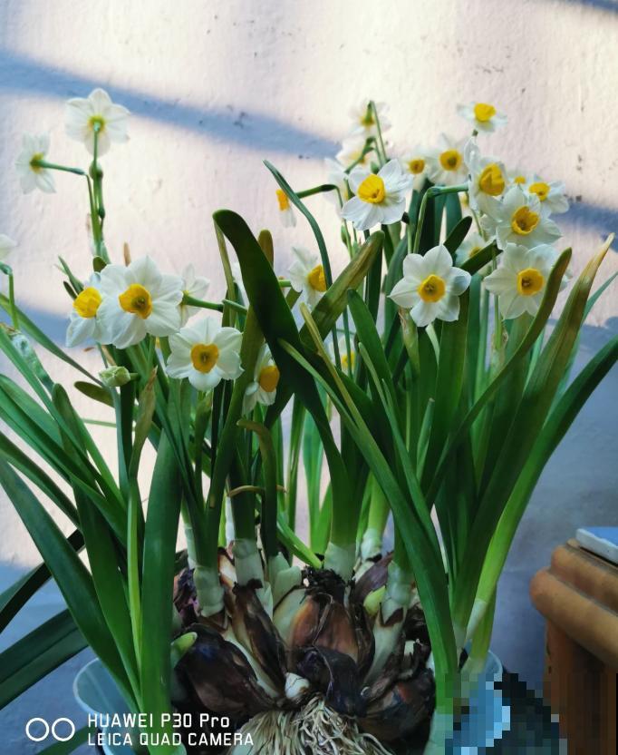 这3种花,水培比土培好养多了,花苞冒不停! 这3种花,水培比土培好养多了,花苞冒不停!