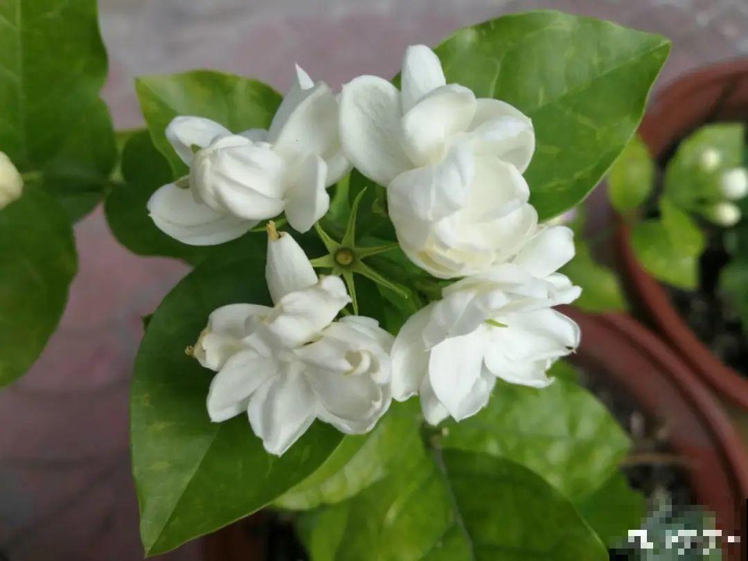 20种香水花,茶花排倒数,第一就是它! 20种香水花,茶花排倒数,第一就是它!