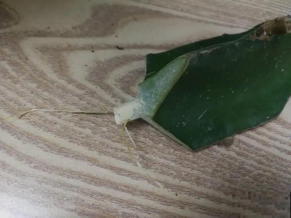 夏天换盆，一定要这么做，否则换完就死！