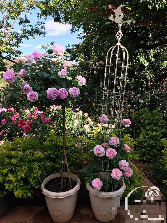 女儿辞职，回家养花，老爸说：15亩地，你负责养花，我负责蔬果！