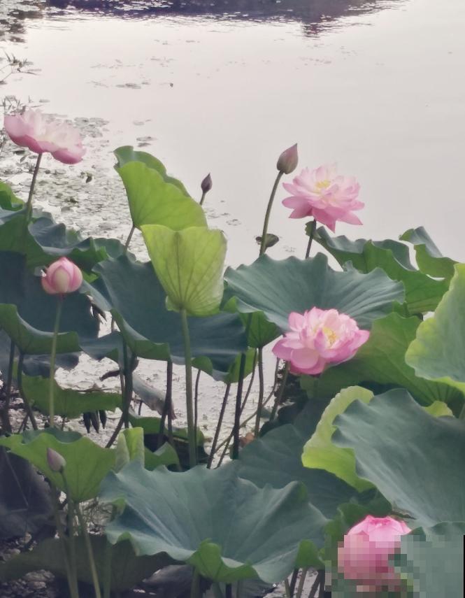 关于荷花,4个令人叹绝的冷知识,看完真长见识了! 关于荷花,4个令人叹绝的冷知识,看完真长见识了!