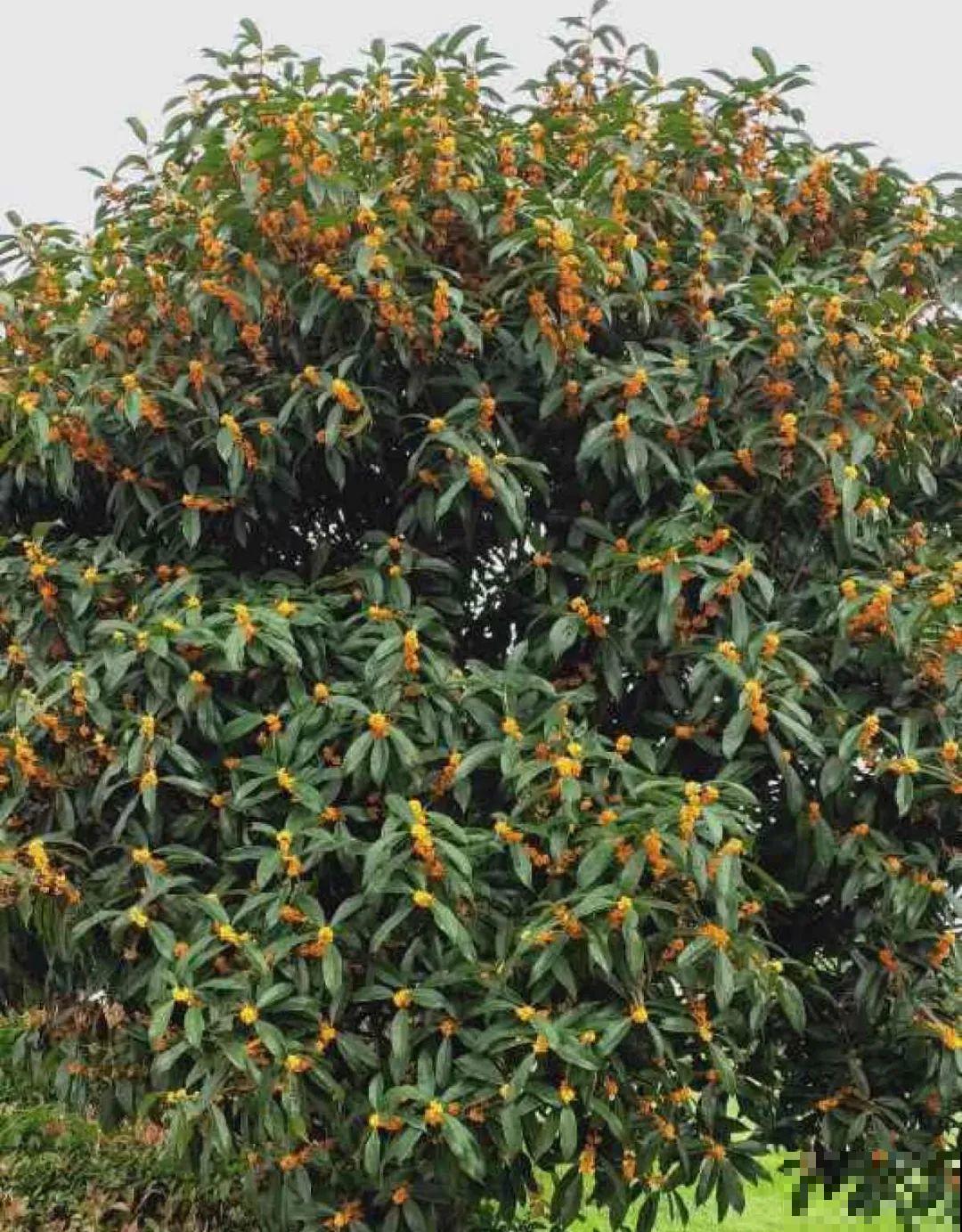 桂花一挪就死,养在大门口,10年就是传家宝! 桂花一挪就死,养在大门口,10年就是传家宝!