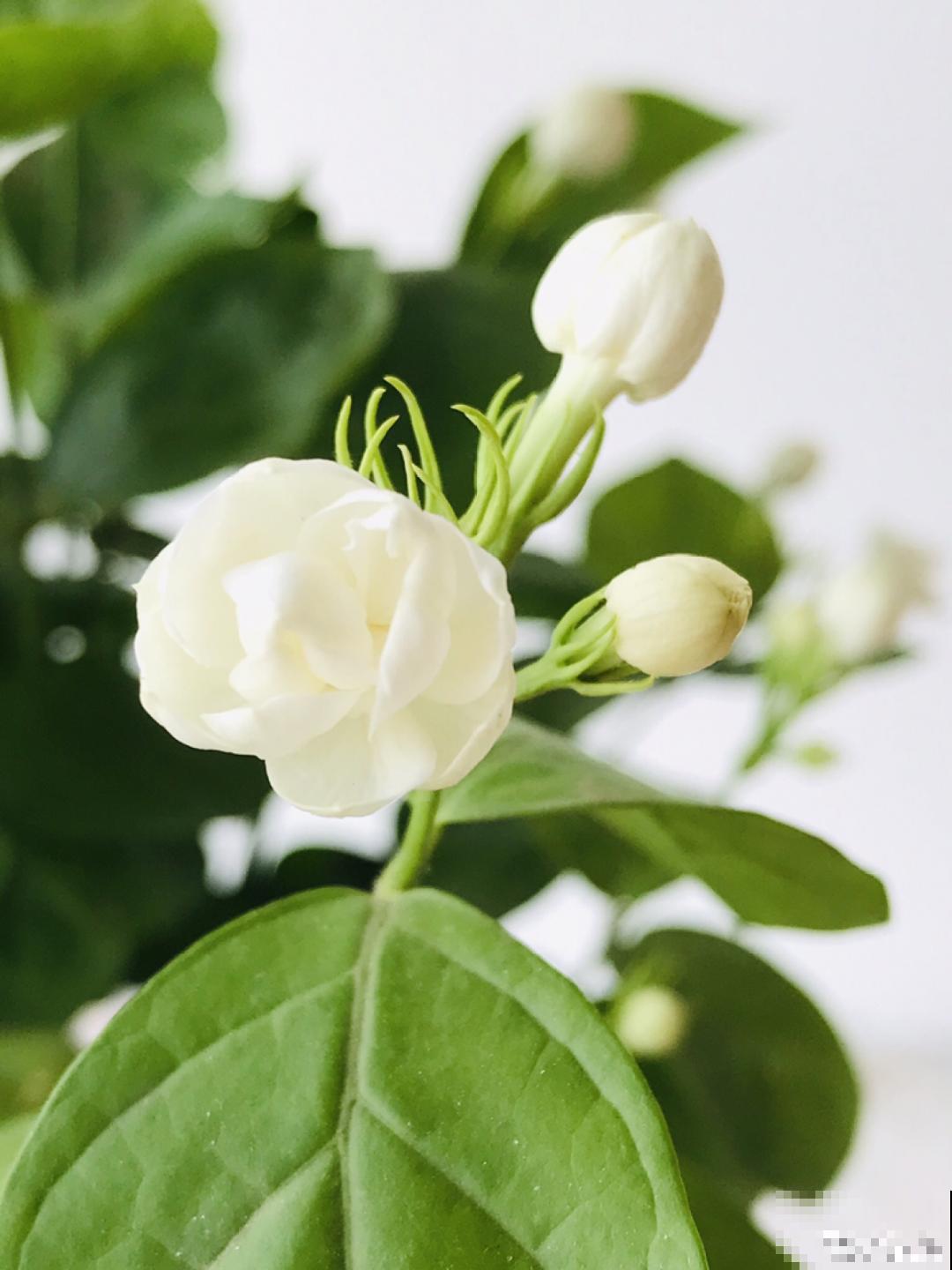 栀子、茉莉原来有5个品种,一个比一个香,叶子带花纹的更值钱! 栀子、茉莉原来有5个品种,一个比一个香,叶子带花纹的更值钱!