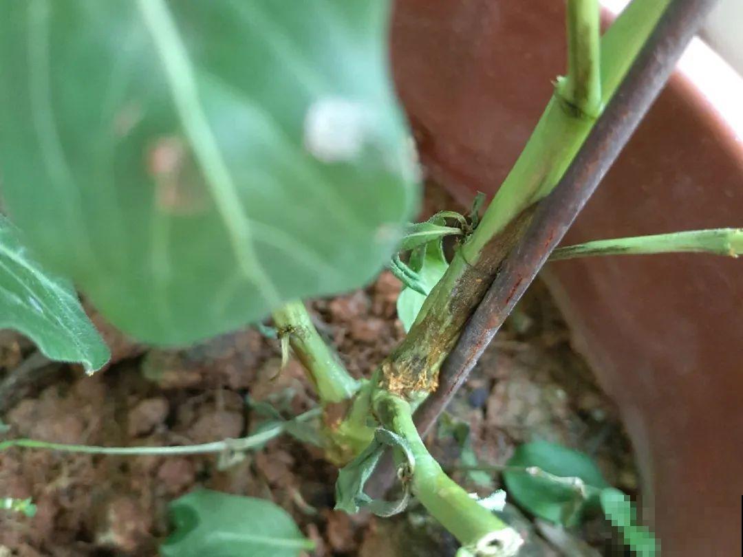 可以浇花的药,过期也要留着,保花不生虫、不生病! 可以浇花的药,过期也要留着,保花不生虫、不生病!