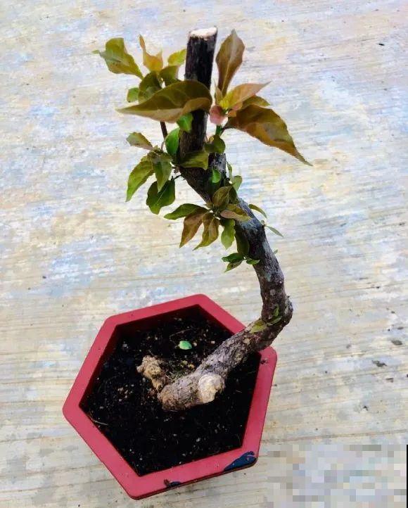 6种花扦插,杆子越粗越好活,根长成大扫把! 6种花扦插,杆子越粗越好活,根长成大扫把!