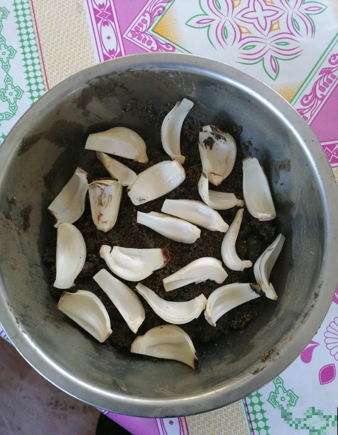 养花要狠得下心,枝条剁八段,呼呼长成新盆栽 养花要狠得下心,枝条剁八段,呼呼长成新盆栽