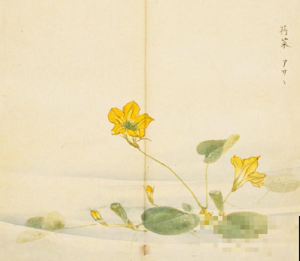 诗经里的植物，美了3000多年，有图有真相！