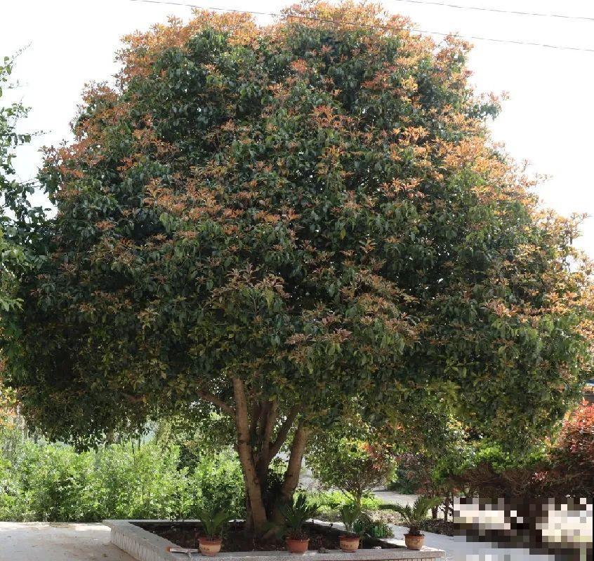 桂花一挪就死,养在大门口,10年就是传家宝! 桂花一挪就死,养在大门口,10年就是传家宝!
