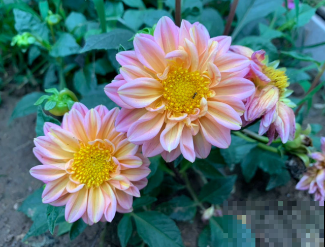 世界上品种最多的植物,没有之一,路边满大街都是! 世界上品种最多的植物,没有之一,路边满大街都是!