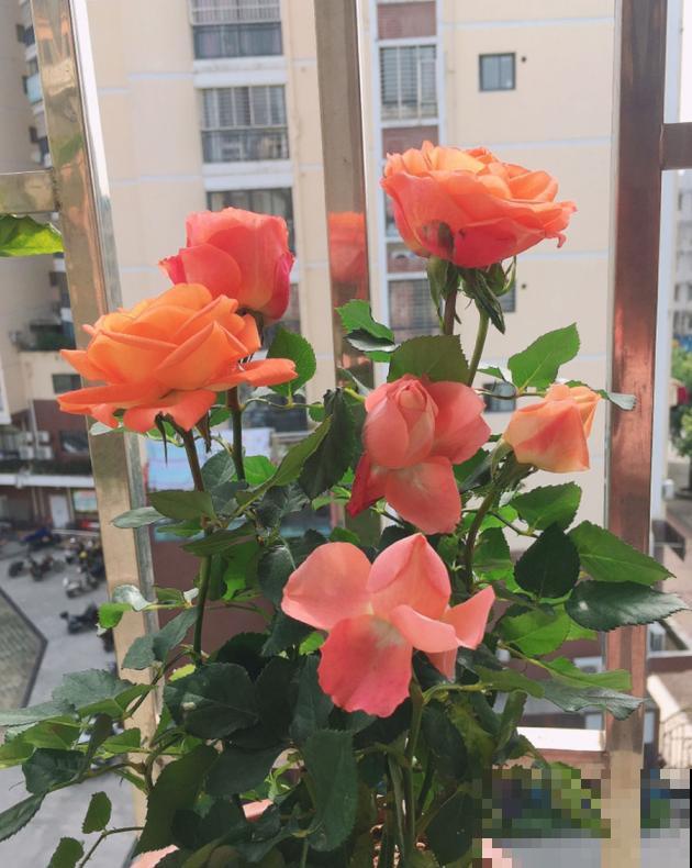 养这些花，就选一个最好的品种，随便养养都爆盆！