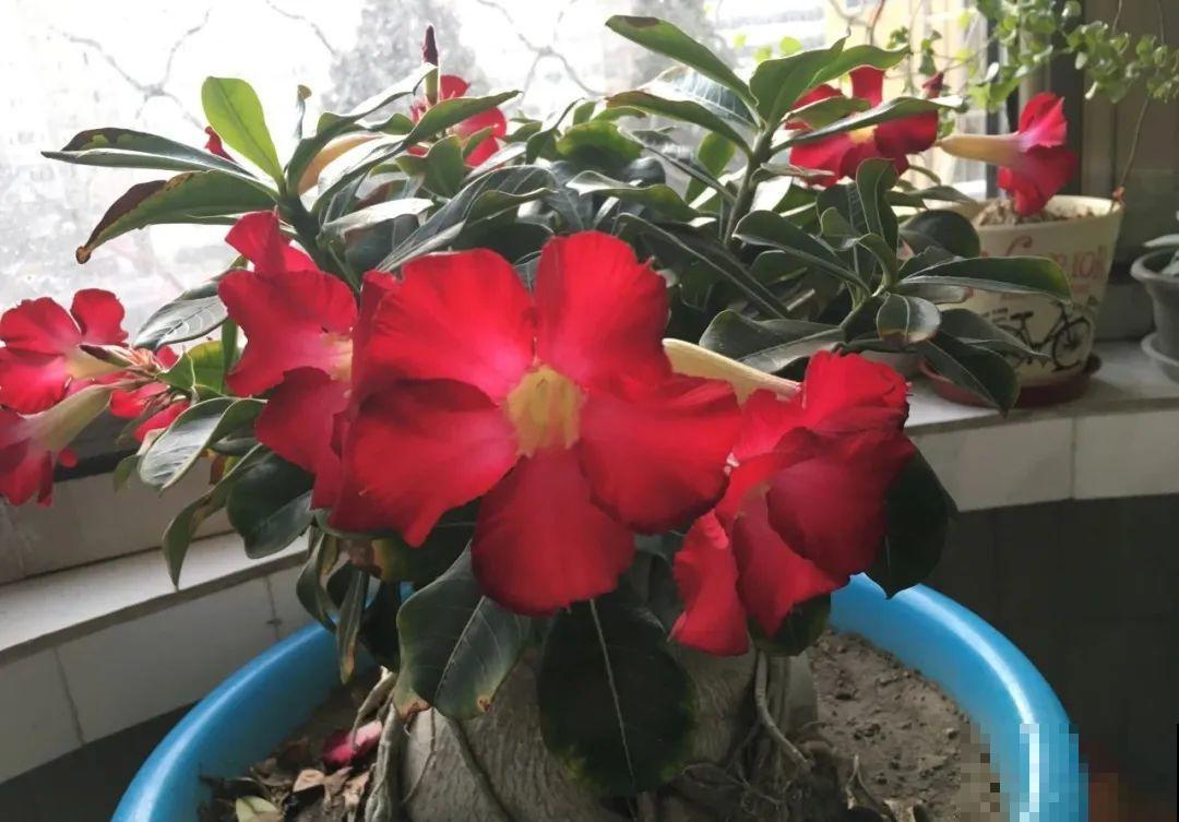 搪瓷盆别丢,拿来养花做合适,根壮叶肥开花爆盆 搪瓷盆别丢,拿来养花做合适,根壮叶肥开花爆盆