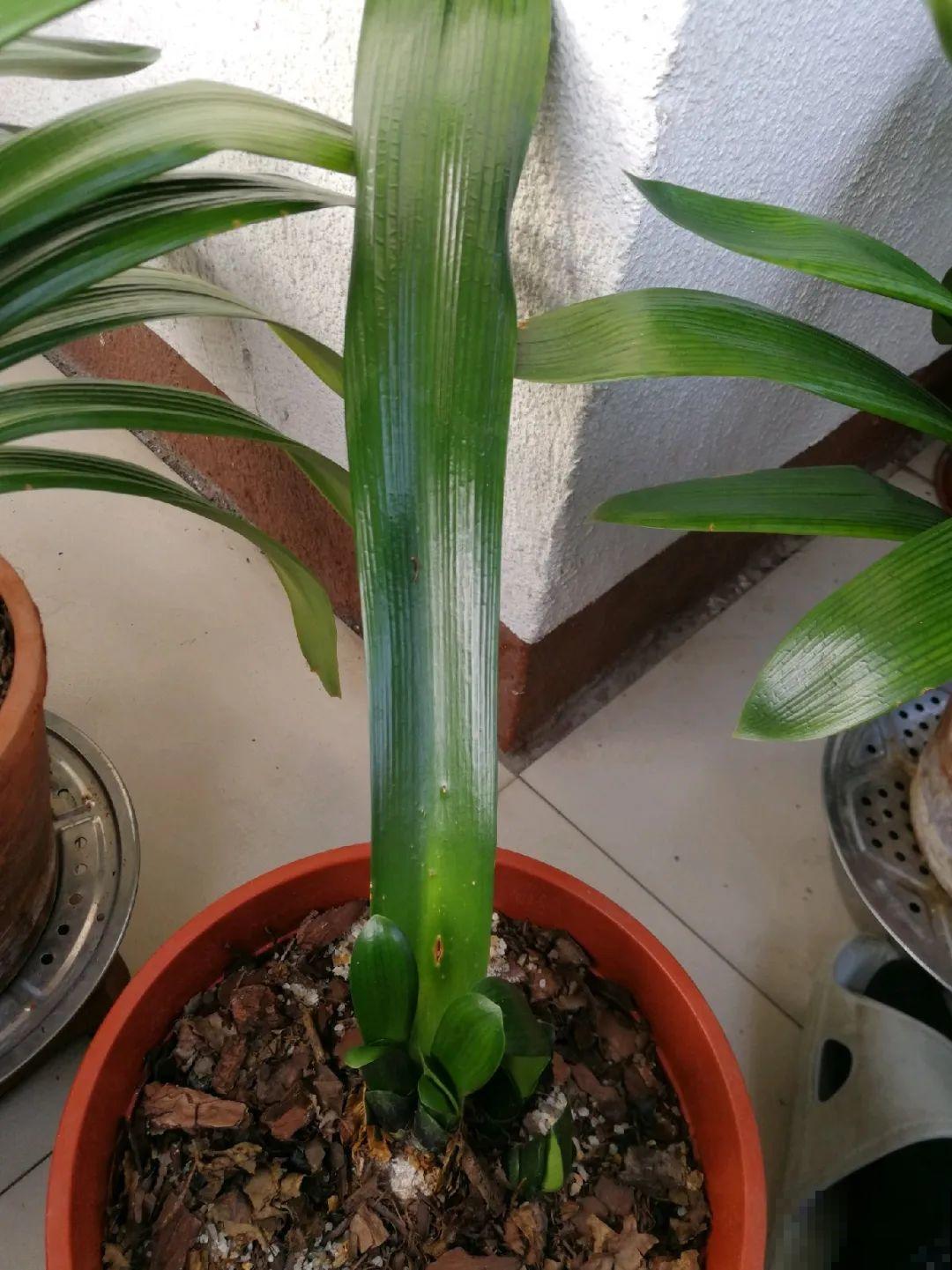 10种花,夏天怕淋雨,下雨赶紧搬进屋! 10种花,夏天怕淋雨,下雨赶紧搬进屋!