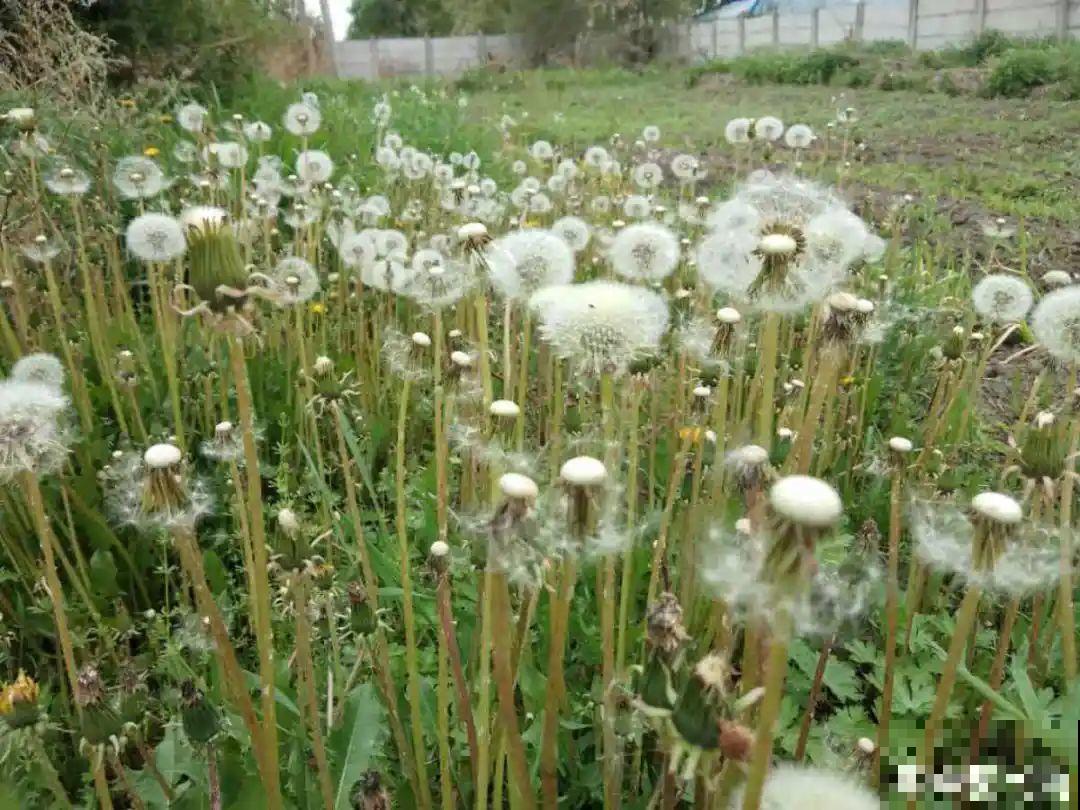 不起眼的6种花，泡茶喝，原来对身体这么好！