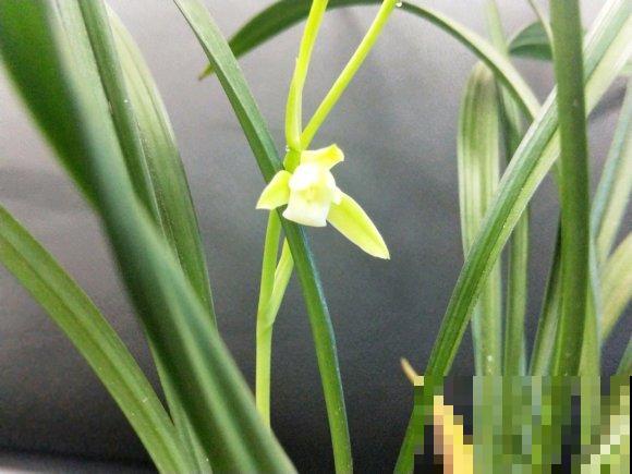 奇葩的养花方式,看得我目瞪口呆,长见识了! 奇葩的养花方式,看得我目瞪口呆,长见识了!