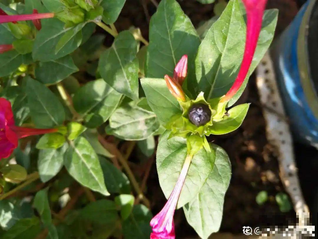15种花繁殖力强，种子扔土里，呼呼冒出一大片