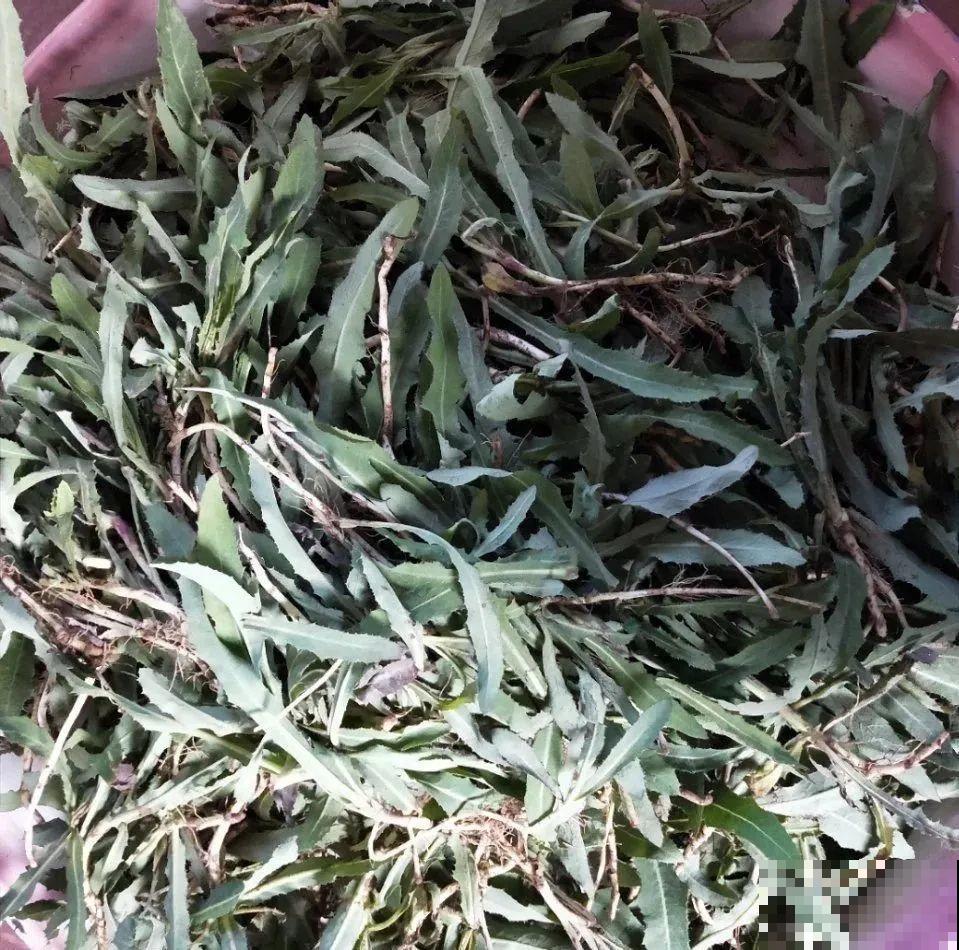 7月野菜金不换，2块钱一捆，凉拌吃格外香！