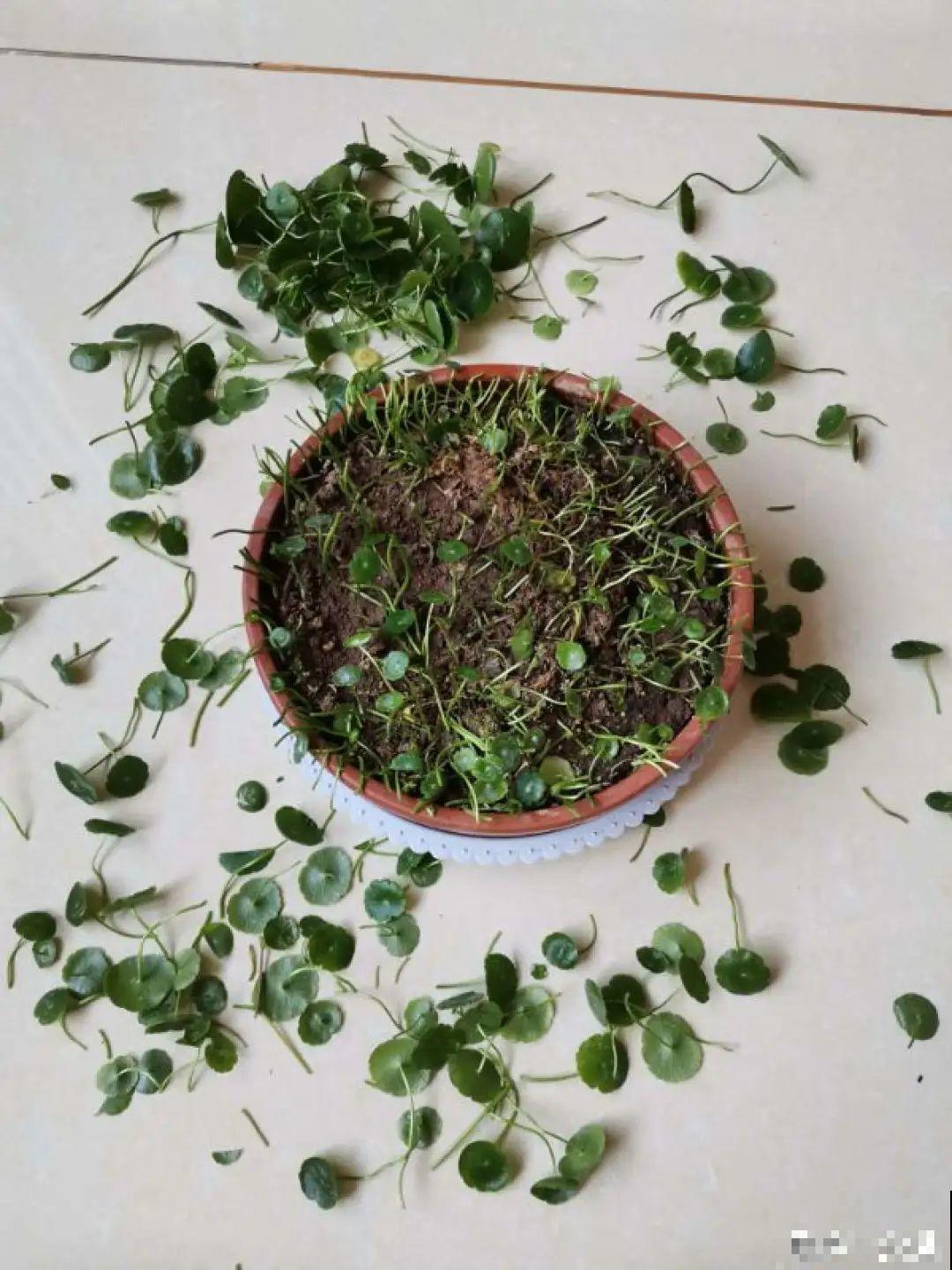 9种花,夏天剃个小平头,平平稳稳度夏天 9种花,夏天剃个小平头,平平稳稳度夏天