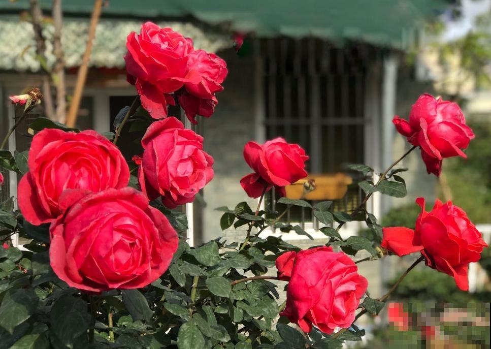 8款冷门月季,表现特别好,但是养的人不多! 8款冷门月季,表现特别好,但是养的人不多!