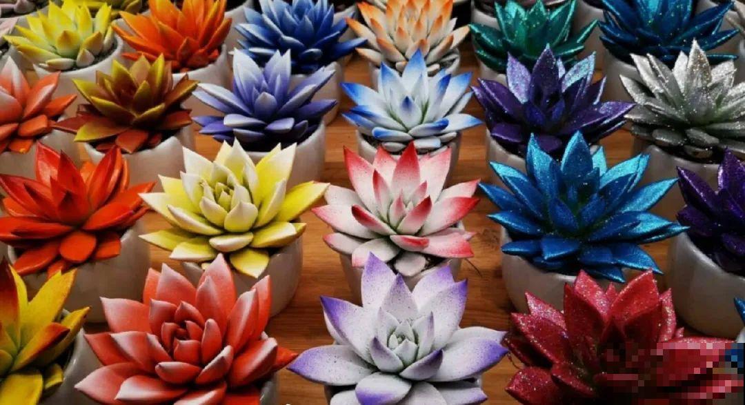 看到这些花,扭头就走,别买,谁买谁吃亏! 看到这些花,扭头就走,别买,谁买谁吃亏!