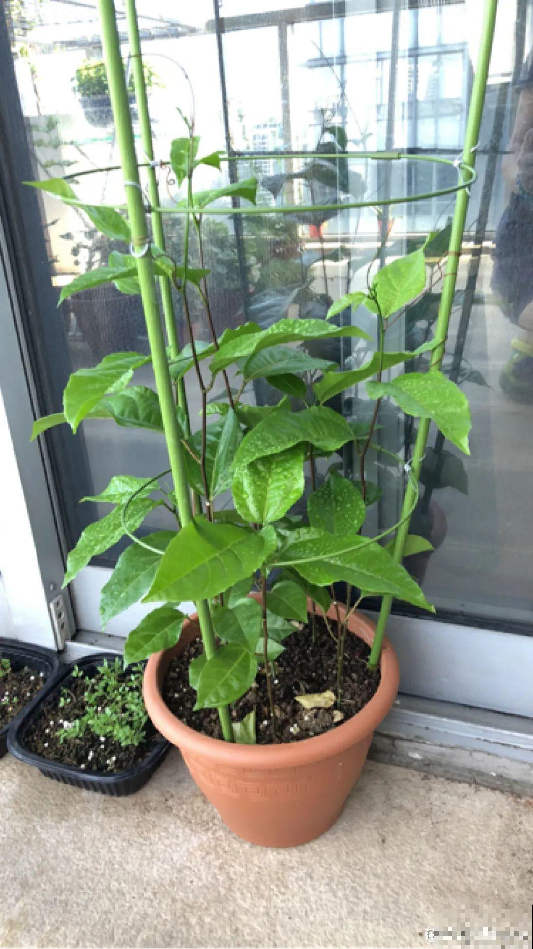 路边掐几根大粗枝,5天就生根,结果沉甸甸! 路边掐几根大粗枝,5天就生根,结果沉甸甸!