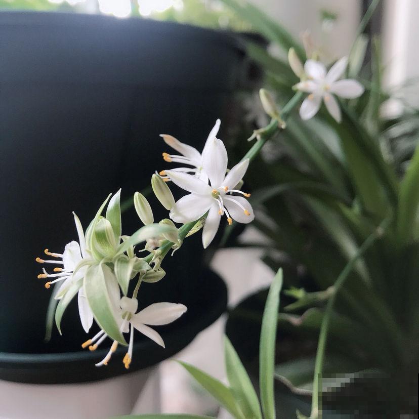 适合上班族养的花，放在电脑旁，放松压力还能明目