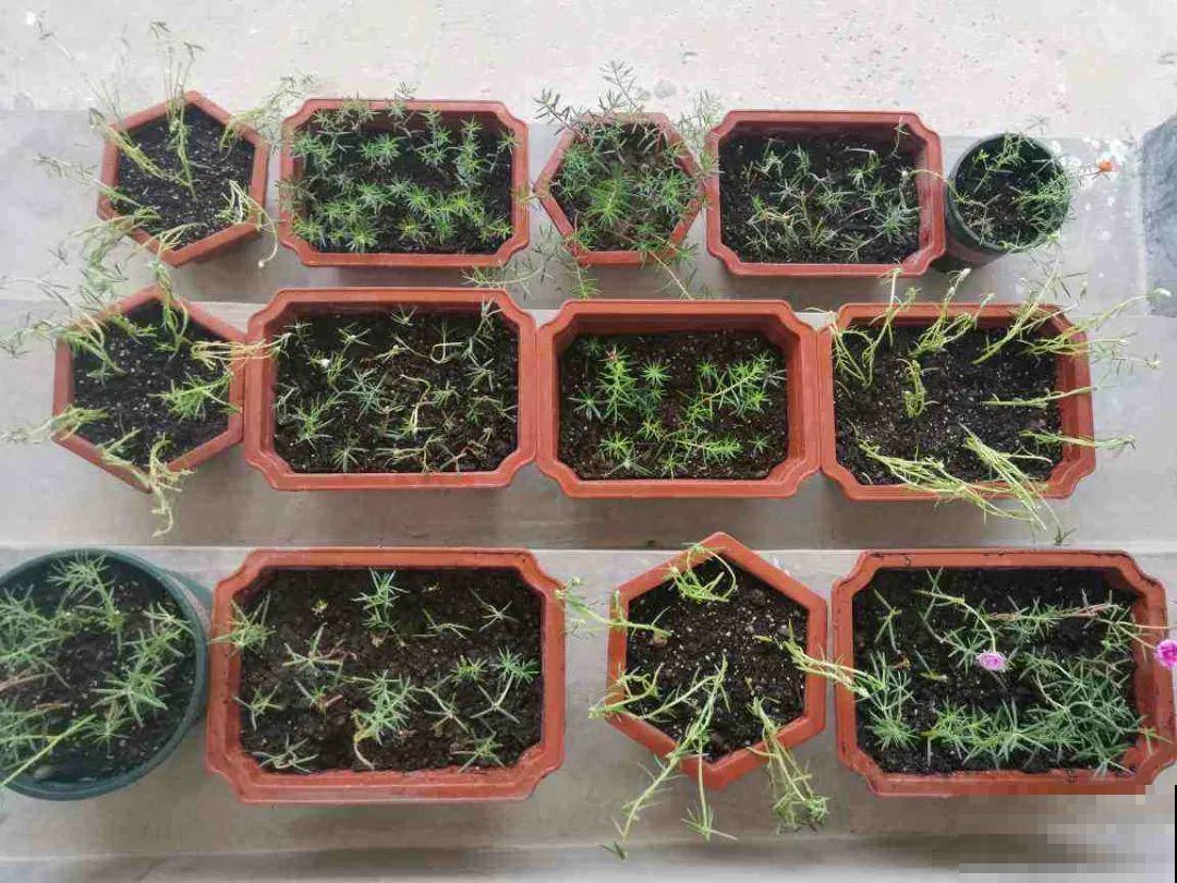 10种花,不怕风吹雨淋,不怕暴晒干旱,四季爆开花,堪称花坚强! 10种花,不怕风吹雨淋,不怕暴晒干旱,四季爆开花,堪称花坚强!