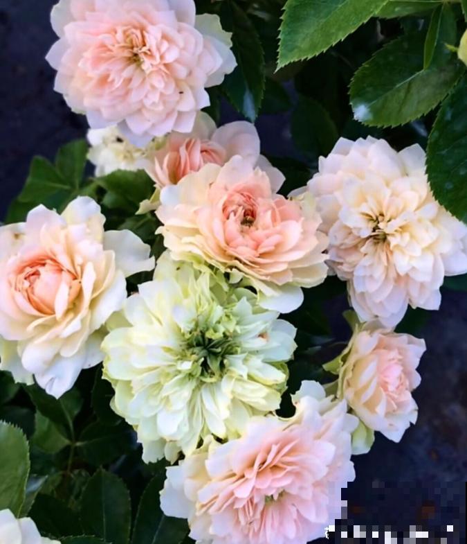 浓香型的靠边站，这些月季香味清淡，最适合阳台养！