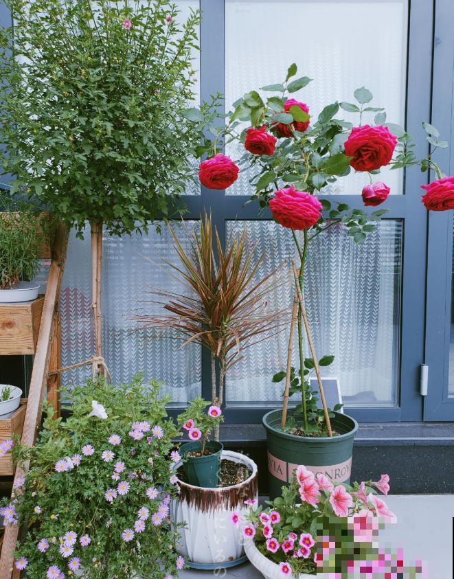 有个小院养养花，退休的生活，也能多姿多彩！