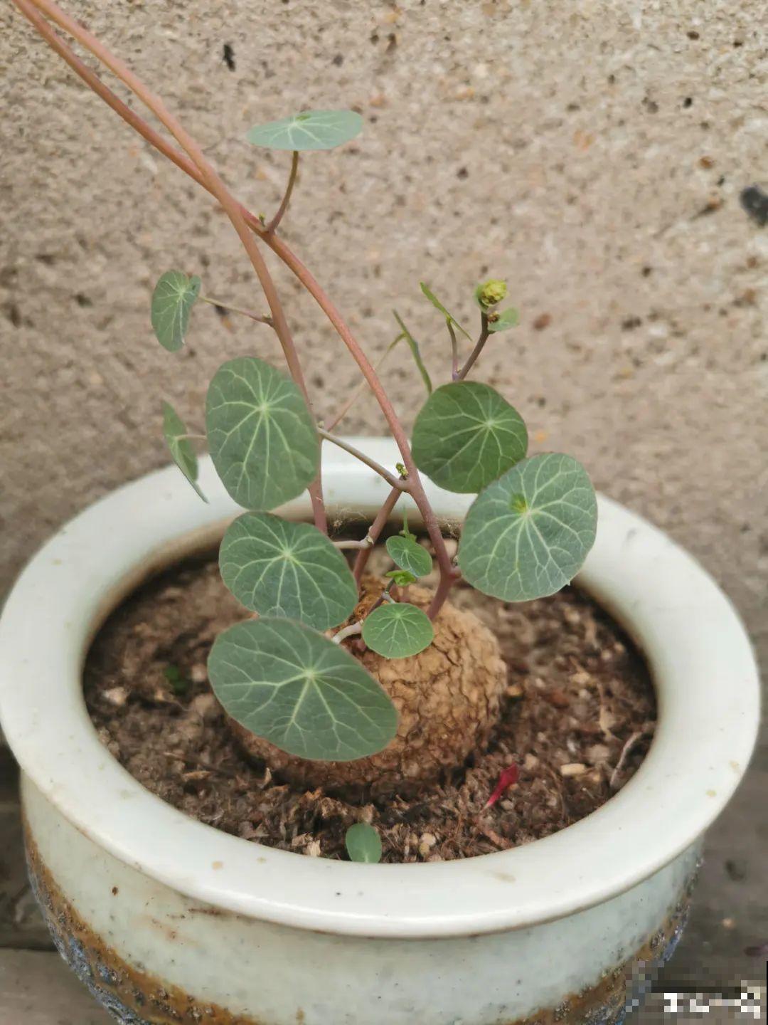 大土豆埋土里,2个月变成绿窗帘,1个月不浇水照样活! 大土豆埋土里,2个月变成绿窗帘,1个月不浇水照样活!