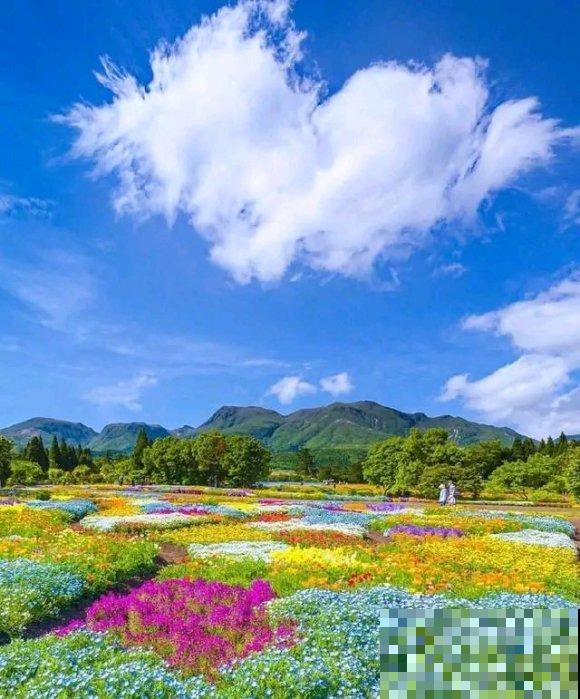 中国这个地方,漫山遍野都是花,去了都不想回! 中国这个地方,漫山遍野都是花,去了都不想回!