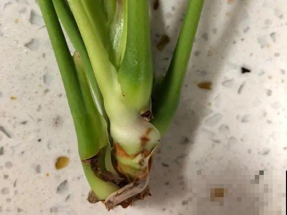 红掌喜欢纯水养，根长成人参，养10年都行！