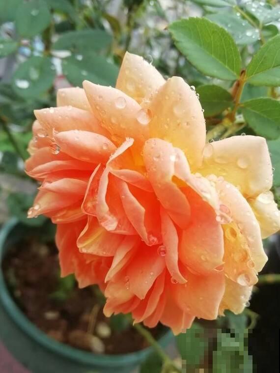 卧室禁养的4种花，养一盆就头晕，赶紧搬走