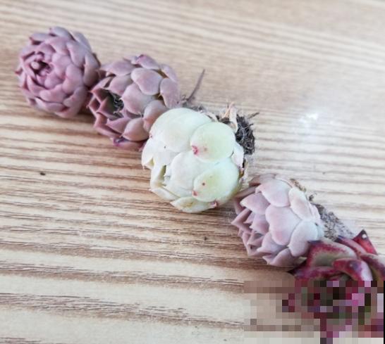 新买的花,套个花盆,成活率100%! 新买的花,套个花盆,成活率100%!