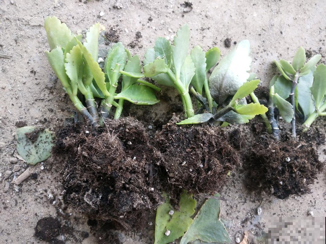 10种花,夏天怕淋雨,下雨赶紧搬进屋! 10种花,夏天怕淋雨,下雨赶紧搬进屋!