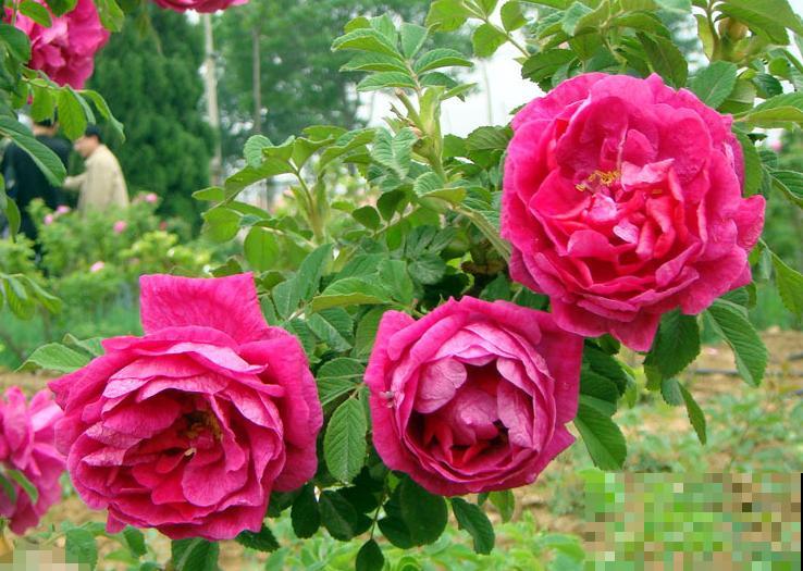 中国各城市市花，都在这里了，看看你所在的城市是什么花吧！