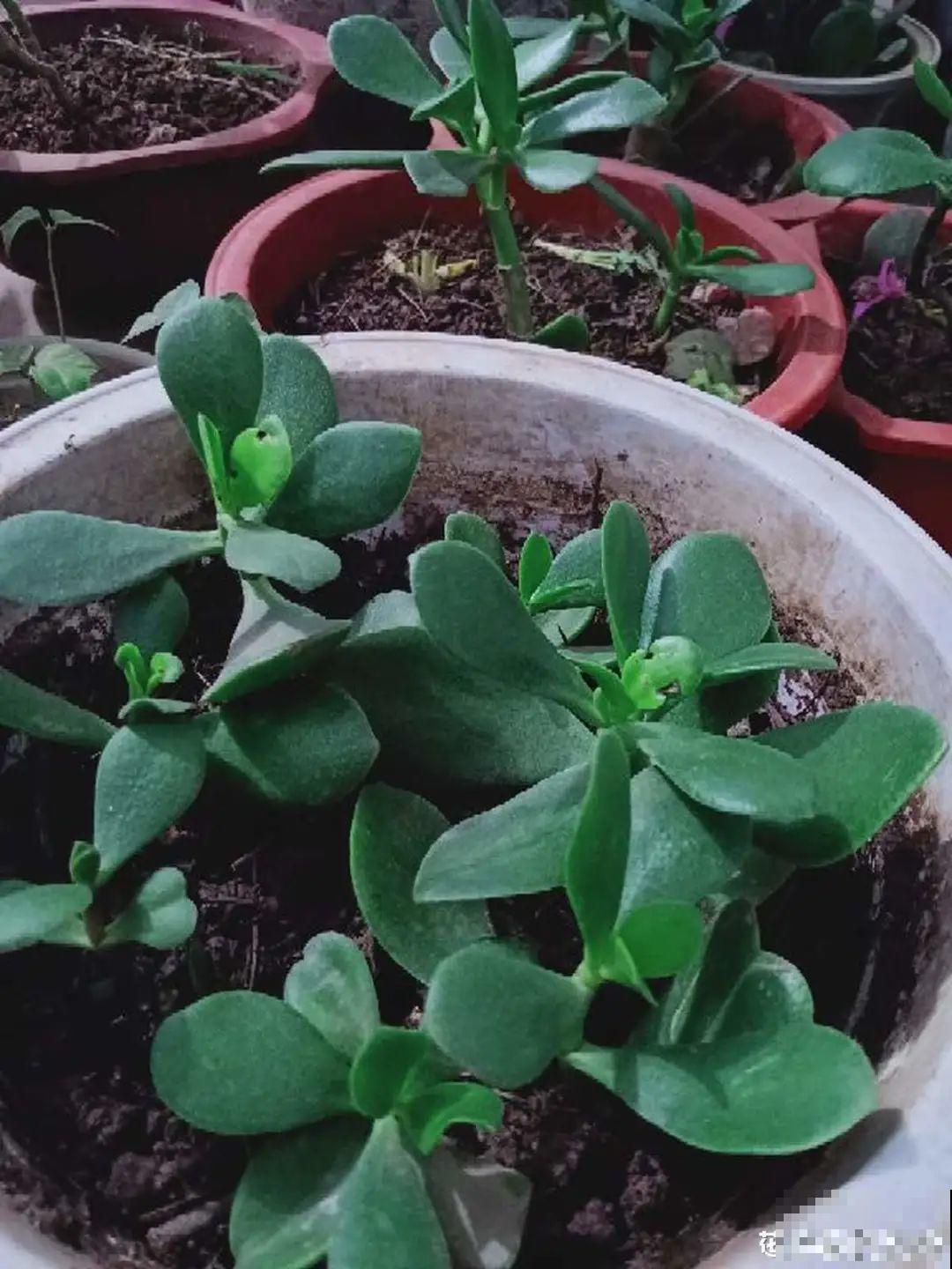 不用施肥打药,这花旱它几个月,疯狂爆花! 不用施肥打药,这花旱它几个月,疯狂爆花!