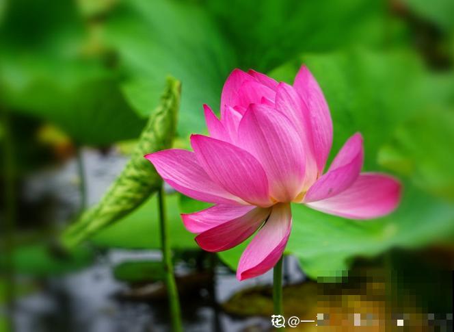 家里的花那么美，手机一拍就很丑，你该学学拍照技巧了！