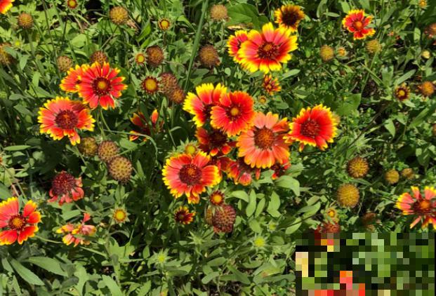 路边一种野花,能开2~3年不落,花瓣永不褪色! 路边一种野花,能开2~3年不落,花瓣永不褪色!