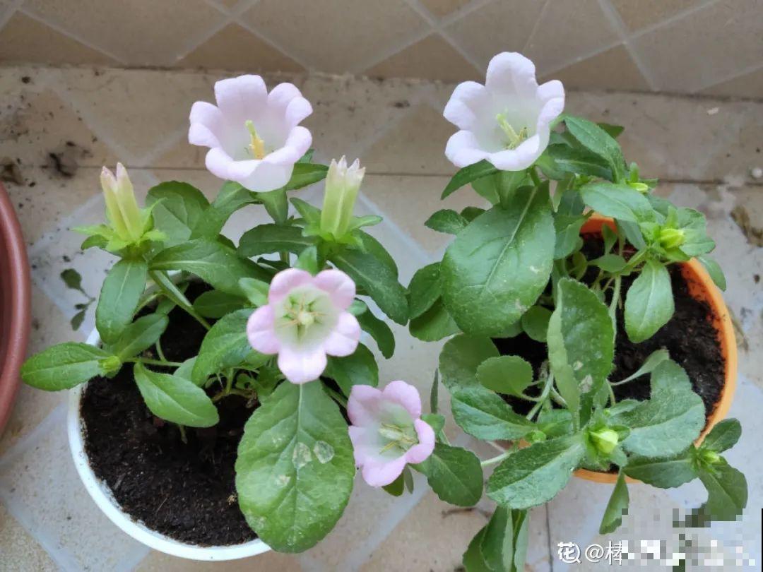 8种花是一次性的，开完就扔，别浪费时间！