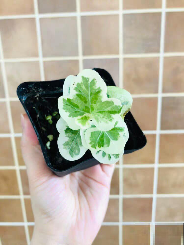 12种花，堪称“耐阴王”，比绿萝好看一万倍！