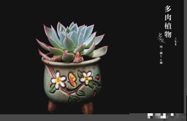 为什么手机拍出来的花,颜色总是失真?教你拍出真正好看的花! 为什么手机拍出来的花,颜色总是失真?教你拍出真正好看的花!