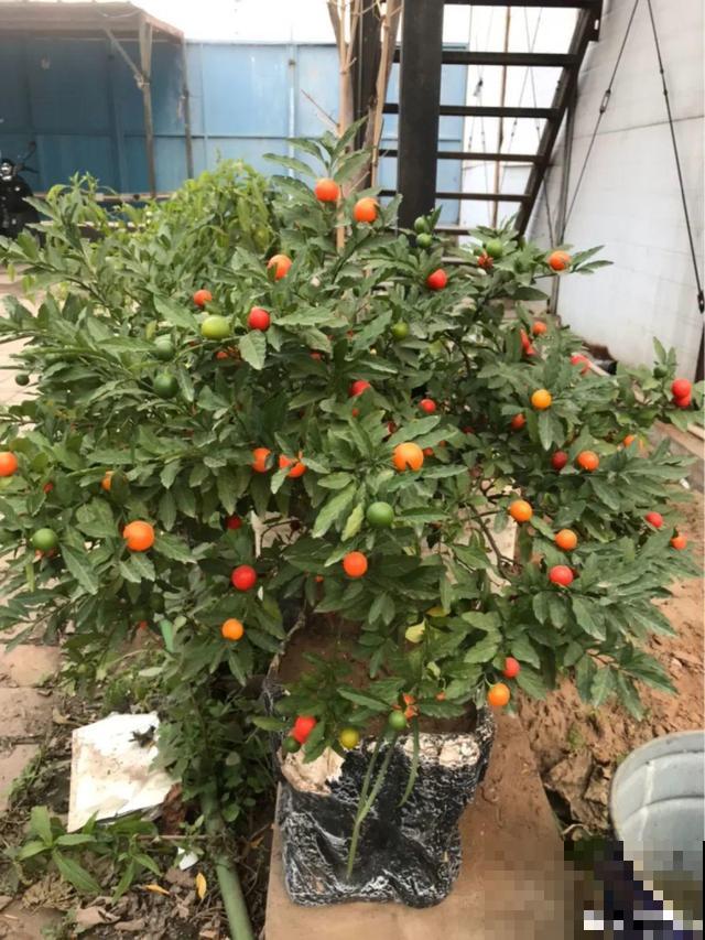 10种花有剧毒,遇到千万别乱碰,小心中毒! 10种花有剧毒,遇到千万别乱碰,小心中毒!