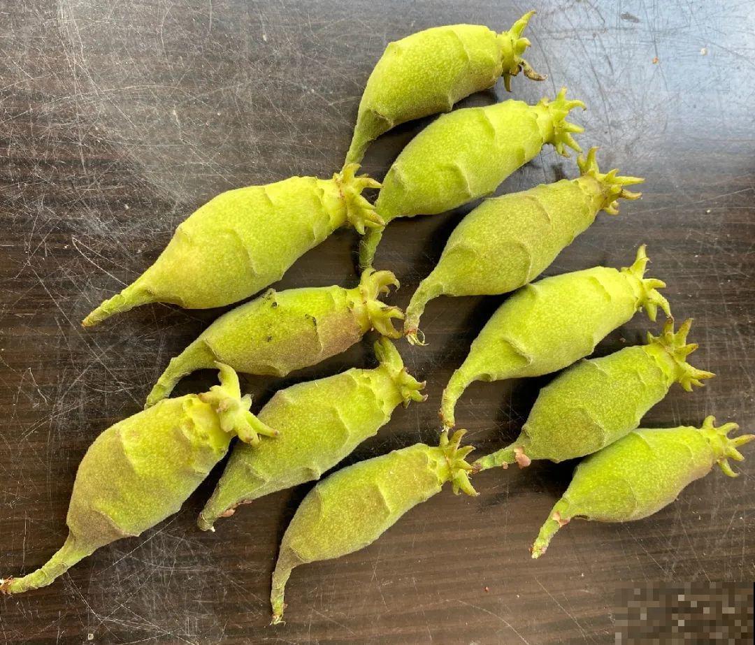 有些花有毒,家里有孩子要注意,不能乱碰 有些花有毒,家里有孩子要注意,不能乱碰